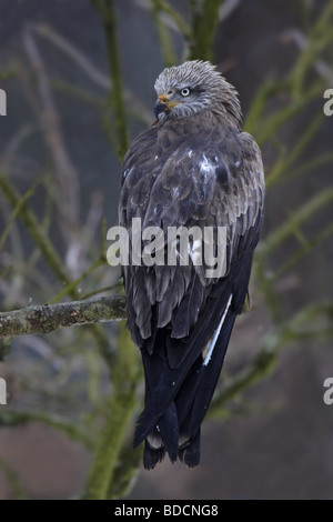 Schwarzmilan (Milan Milvus) schwarzen Drachen Stockfoto