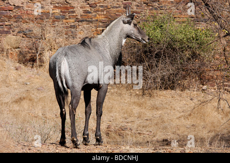 Jackale, oder "Blue Bull" (Boselaphus Tragocamelus), im Ranthambhore Tiger Reserve, Indien. Stockfoto