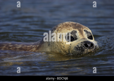 Seehund (Phoca Vitulina) Seehunde Stockfoto