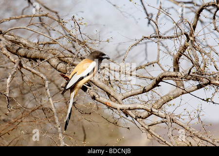 Rufous Treepie (Dendrocitta Vagabunda), im Ranthambhore Tiger Reserve, Indien. Stockfoto