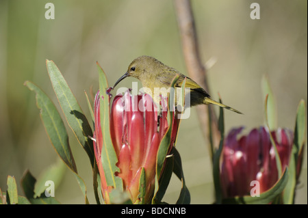 Weibliche Orange Breasted Sunbird Fütterung in rosa Proteas Stockfoto