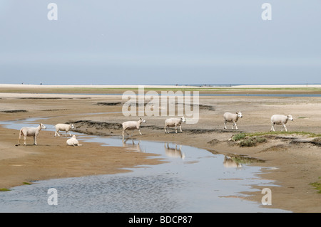 Die Slufter Nationalpark auf Texel Flut Ebbe Flow Niederlande Hollands Meer Wad Wattenmeer Schafe Stockfoto