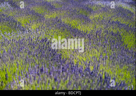 Lavendelfeld auf ein ländlich geprägtes Land Sommer mit Lavendelblüten in Lavendel Feld Marysville Washington State USA Stockfoto