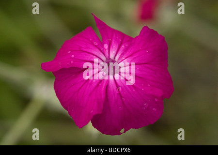 Rose Campion. Lychnis Coronaria, zeigt einzelne, tief Magenta Blume, nach Regenfällen Stockfoto