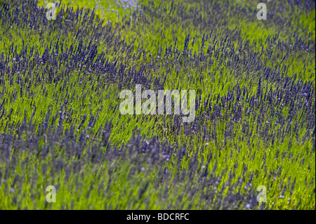 Lavendelfeld auf ein ländlich geprägtes Land Sommer mit Lavendelblüten in Lavendel Feld Marysville Washington State USA Stockfoto