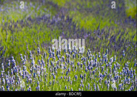 Lavendelfeld auf ein ländlich geprägtes Land Sommer mit Lavendelblüten in Lavendel Feld Marysville Washington State USA Stockfoto