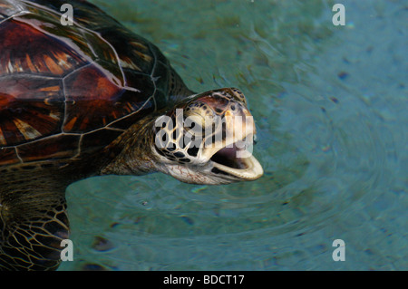 Eine grüne Meeresschildkröte kommt an die Oberfläche zum Atmen an die Maui Ocean Center (Hawaiian Aquarium) Stockfoto