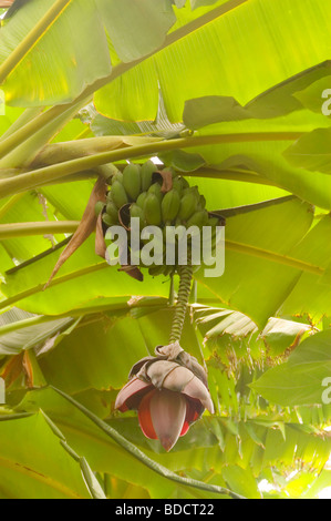 Bananenpflanze mit Obst und Blumen umgeben von den großen Blättern Stockfoto