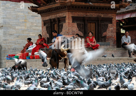 Geschnitzte hölzerne Detail Fassade Jagannath Tempel Kuh Bull Tauben Vögel in der Nähe von Hanuman Dhoka Durbar Square Kathmandu-Nepal Stockfoto