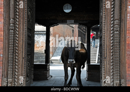 Heiliger Heilige Bull Tribüne steht man vor einer hölzernen Tür öffnen Tür eines Tempels Pashupatinath Tempel Tal von Kathmandu Nepal Stockfoto