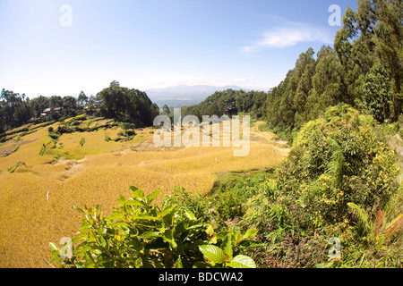 Indonesien Sulawesi Tana Toraja Lokkomata Reisfelder über Rantepao zur Erntezeit Stockfoto