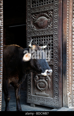 Heiliger Heilige Bull Tribüne steht man vor einer hölzernen Tür öffnen Tür eines Tempels Pashupatinath Tempel Tal von Kathmandu Nepal Stockfoto