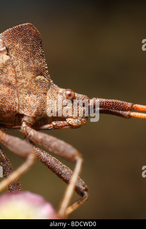 Extreme Nahaufnahme des Schild Bug oder Dock Bug, Coreus Marginatus, sitzen auf Sauerampfer (Rumex liegen). Stockfoto