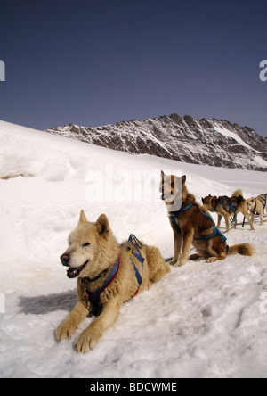 Grönland Schlittenhunde Jungfraujoch Berner Oberland Schweiz Stockfoto