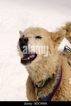 Grönland Schlittenhunde, Jungfraujoch, Berner Oberland, Schweiz Stockfoto