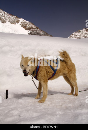 Grönland Schlittenhunde, Jungfraujoch, Berner Oberland, Schweiz Stockfoto