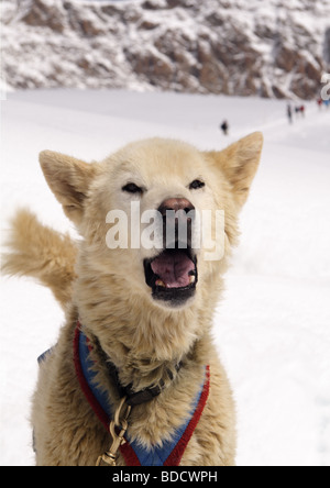 Grönland Schlittenhunde Jungfraujoch Berner Oberland Schweiz Stockfoto