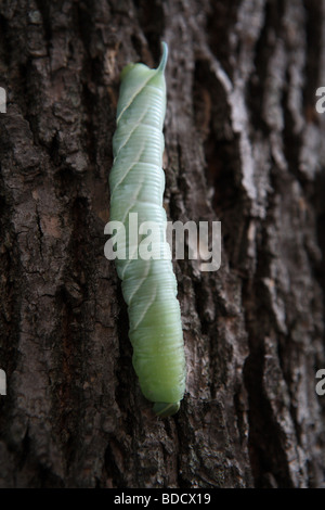 Ein Tomaten-Hornworm auf der Suche nach einer Unterkunft verpuppen Stockfoto