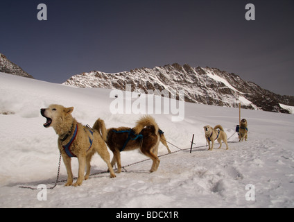 Grönland Schlittenhunde, Jungfraujoch, Berner Oberland, Schweiz Stockfoto