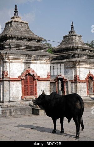 Heiliger Heilige Kuh schwarz Bull Tempel Schrein Hof Pashupatinath Tempel hinduistischen Hindi Schrein nepal Stockfoto