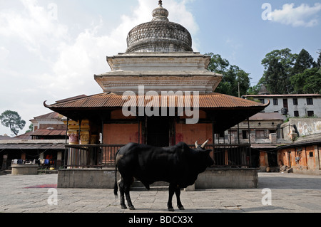 Heiliger Heilige Kuh schwarz Bull Tempel Schrein Hof Pashupatinath Tempel hinduistischen Hindi Schrein nepal Stockfoto