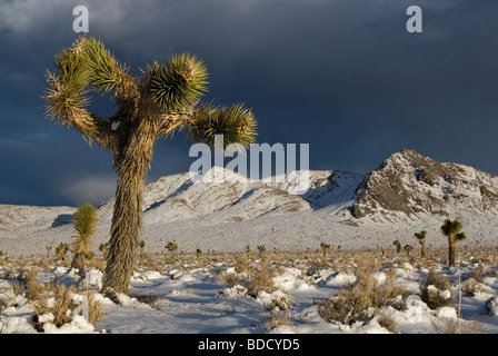 Joshua Bäume in Darwin Plateau bedeckt mit Schnee nach Wintersturm 3 Meilen westlich von Death Valley Nat Park Kalifornien USA Stockfoto