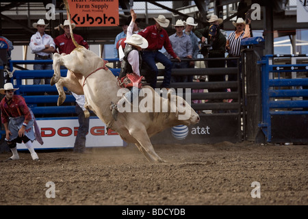 Extreme Bull Rodeo Cody Wyoming Tier Spiel sport Stockfoto