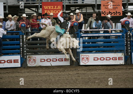 Extreme Bull Rodeo Cody Wyoming Tier Spiel sport Stockfoto