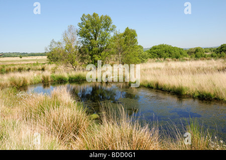 CORS Caron Nature Reserve Tregaron Ceredigion beste Beispiel für ein Hochmoor in Großbritannien Wales Cymru Stockfoto