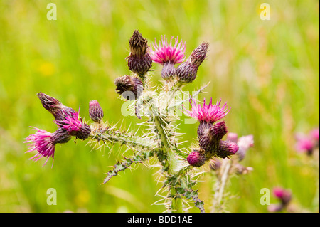 Distel-Pflanze wächst wild in Schottland Stockfoto