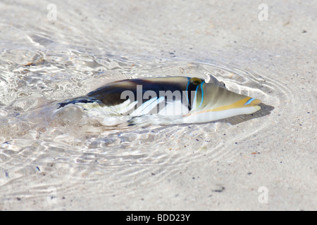 Ein Fisch schwimmt im seichten Wasser am Strand auf Rarotonga in Cook-Inseln Stockfoto