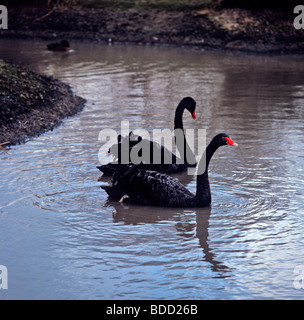 Ein paar schwarze Schwäne schwimmen friedlich auf einem englischen See Stockfoto