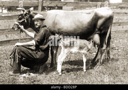 Kälbchen füttern von Mutter Stockfoto