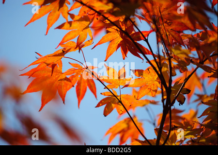 Nahaufnahme der roten Blätter von einem japanischen Ahorn vor einem strahlend blauen Himmel Stockfoto