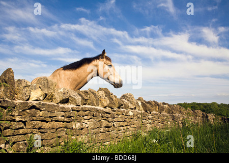 Pferd mit Blick auf den trockenen Stein Wand im Sommer in den Cotswolds, Vereinigtes Königreich Stockfoto