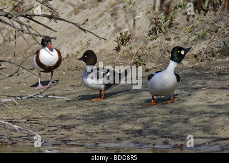 Schellente (Bucephala Clangula) goldeneye Stockfoto