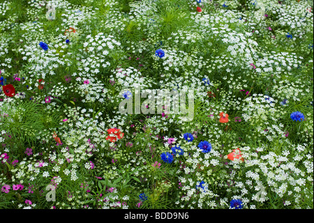 Ammi majus. Bullwart/Bischöfe weed Blütezeit mit Mohn, Kosmos und Kornblumen in einem englischen Garten Stockfoto