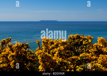 Lundy Island gesehen über blühenden Ginster aus Hartland Point an der Küste von North Devon, England. Stockfoto