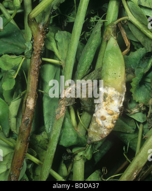 Stamm & Pod verrotten (Weißstängeligkeit Sclerotiorum) Krankheitssymptome auf eine Erbse Schote Stockfoto