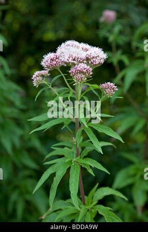 Hemp Agrimony, Eupatorium cannabinum Stockfoto