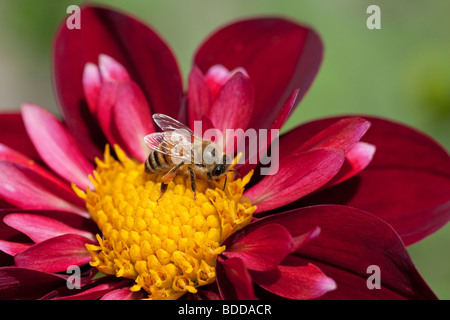 Honigbiene auf Blume Stockfoto