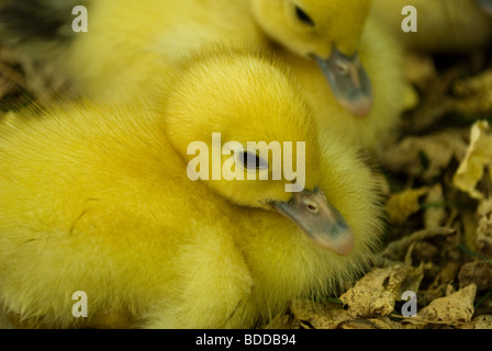 Muscovy Entenküken, Arcanhac, Frankreich. Stockfoto