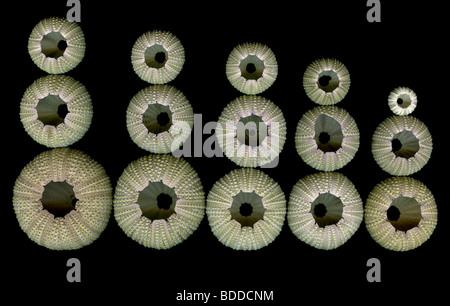Green Sea Urchin (Lytechinus Semituberculatus) Skelette Sammlung verschiedener Größen Stockfoto