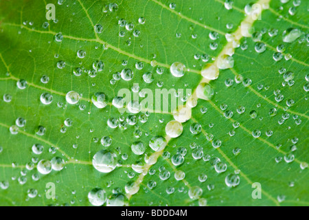 Regentropfen auf Cotinus Blatt Stockfoto