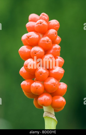 Lords-and-Ladies (Cuckoo Pint), Arum Maculatum. Die Beeren. VEREINIGTES KÖNIGREICH. Stockfoto