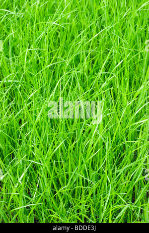 Rasengras Stockfoto