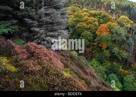Bewaldete und Heidekraut bekleideten Steilhängen auf Beinn Lora, Benderloch. Argyll, Schottland. Stockfoto