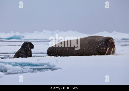 Zwei wilde atlantische Walrosse auf dem Packeis in Svalbard Stockfoto