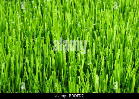 Rasengras mit Wassertropfen Stockfoto