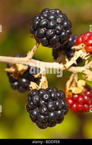 Brombeeren, Rubus Ulmifolius. Nerpio. Albacete. Spanien Stockfoto